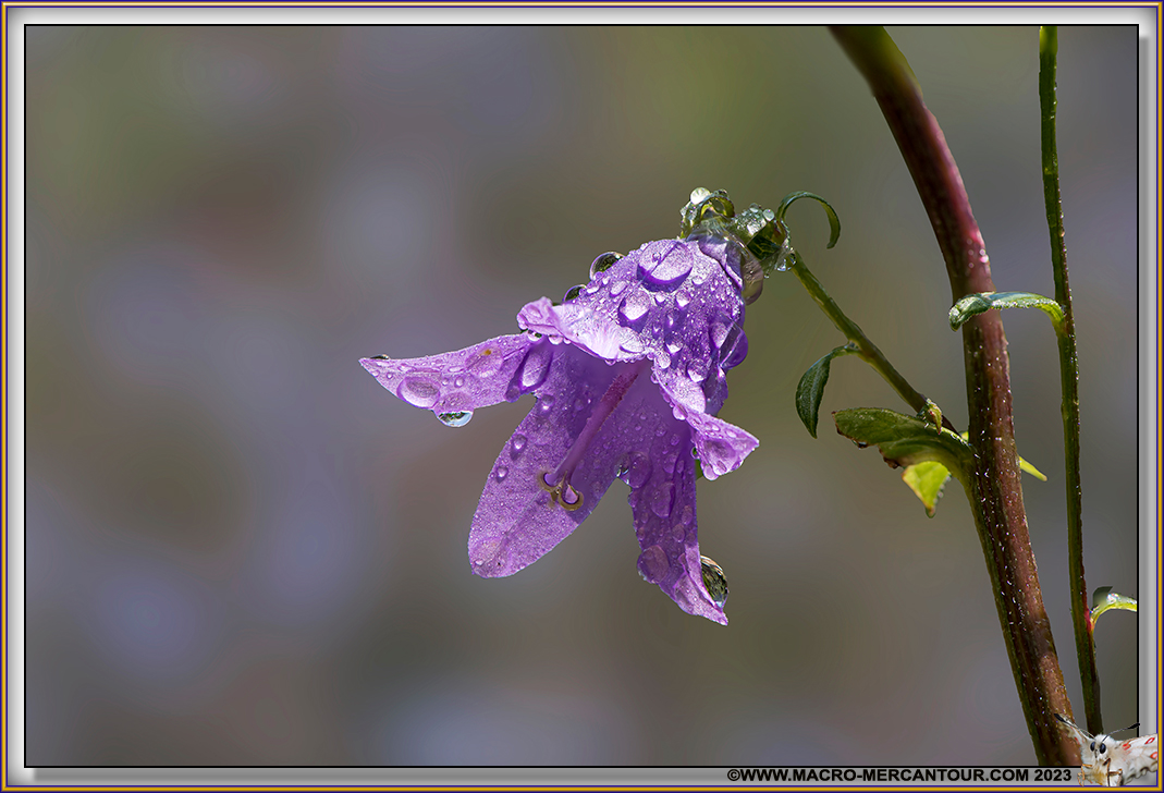 Campanules